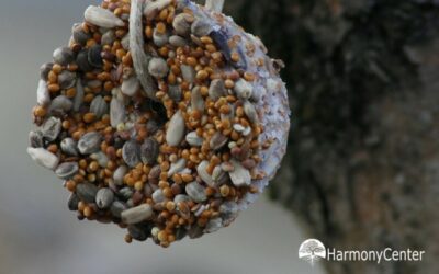 Vetbollen voor vogels zelf maken