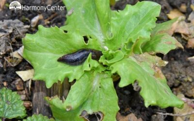 Naaktslakken – 5 Tips om ze op een natuurlijke wijze te weren