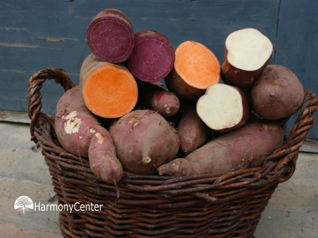 Bataat of zoete aardappel kweken