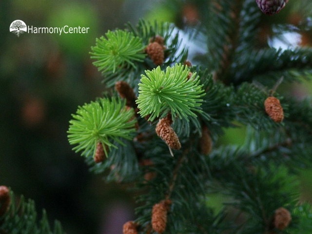 Hoestsiroop van dennen- of sparrentoppen
