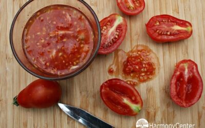 Tomatenzaden oogst je zo