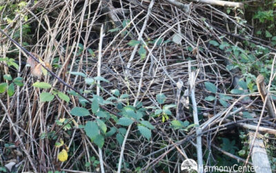 Vogelconcert in de rommel – luisteren naar natuur in onverwachte plaatsen