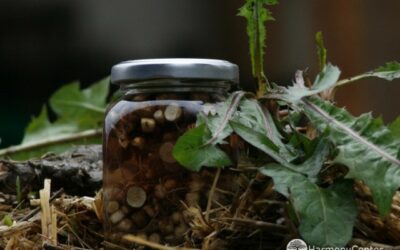 Paardenbloemwortel Tinctuur