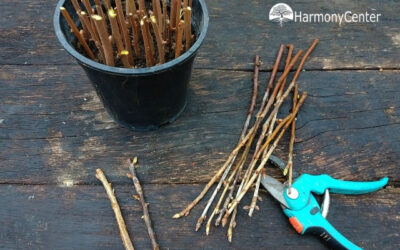 Winterstekken maken, zo vermeerder je planten in de koude maanden