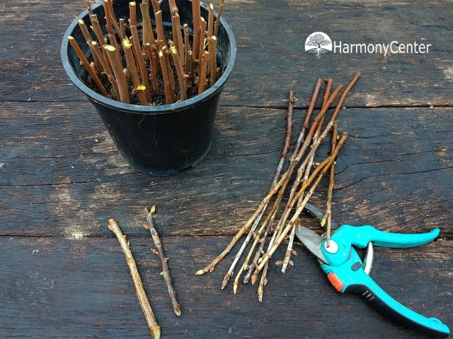 Winterstekken maken, zo vermeerder je planten in de koude maanden