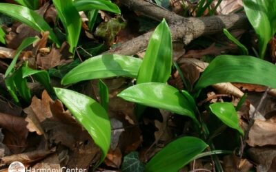 Respectvol plukken: wildplukken in verbinding met de natuur