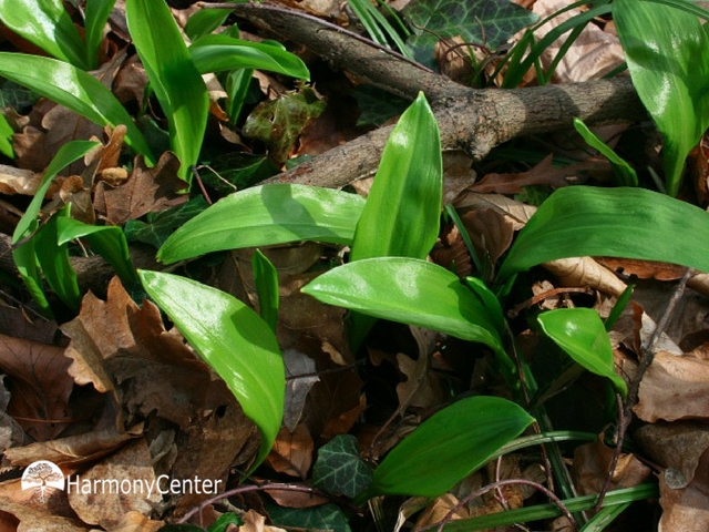 Respectvol plukken: wildplukken in verbinding met de natuur