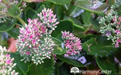 Hemelsleutel als EHBO helper