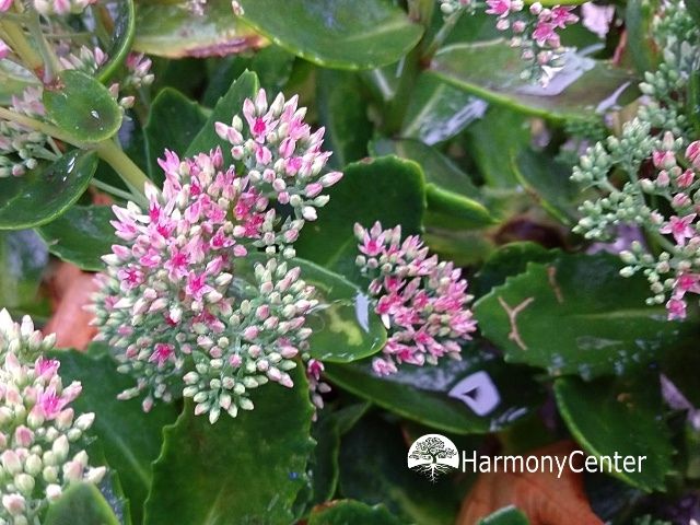 Hemelsleutel als EHBO helper