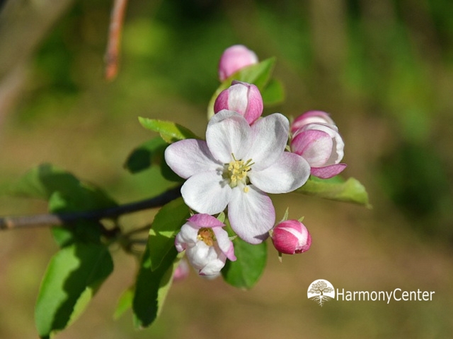Diversiteit en het belang van het behouden van oude fruitrassen