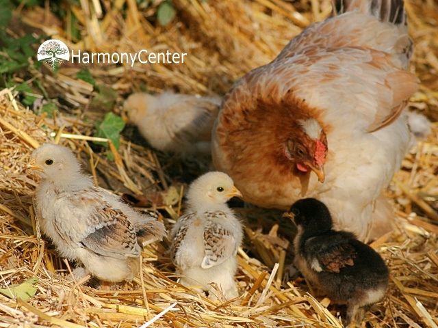 Mulchen, wat is het en hoe doe je het?