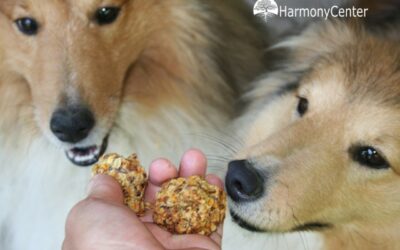 Hondenkoekjes voor je hond én kat zelf maken