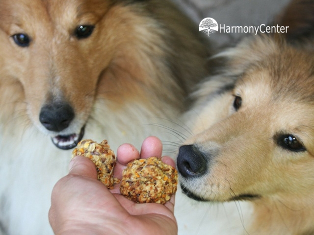 Hondenkoekjes voor je hond én kat zelf maken