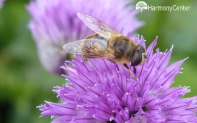 Het belang van insecten en hoe we de bij het beste helpen