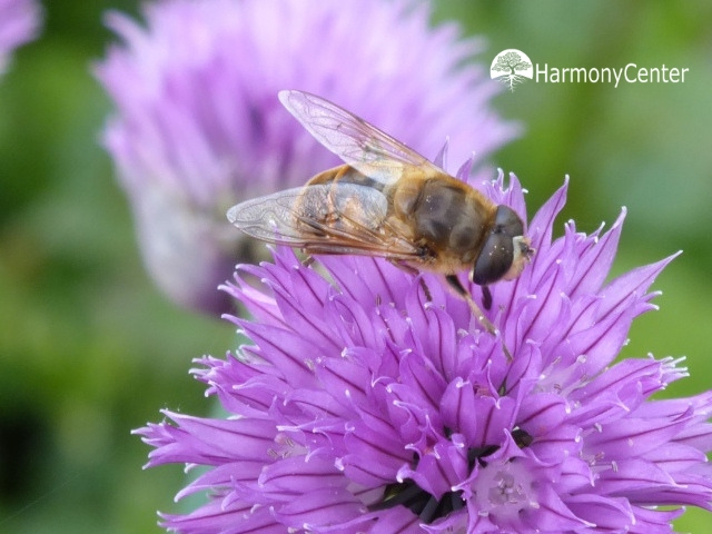 Het belang van insecten en hoe we de bij het beste helpen