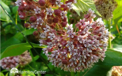 Moeten we zo bang zijn van exoten?