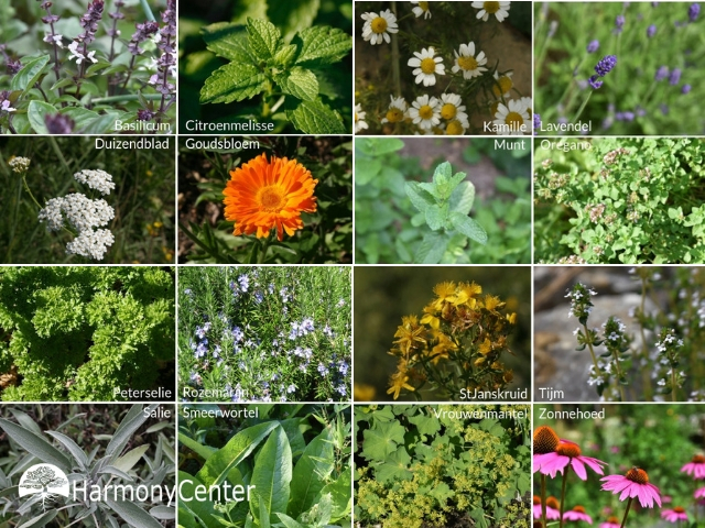 16 EHBO Kruiden die in iedere tuin thuishoren