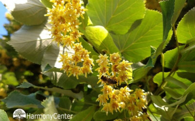 Is het wel slim om te focussen op inheemse planten?