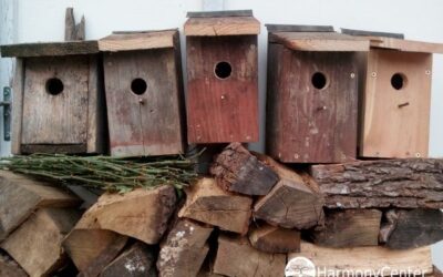 Van oude planken maak je nestkastjes (vogelhuisjes)