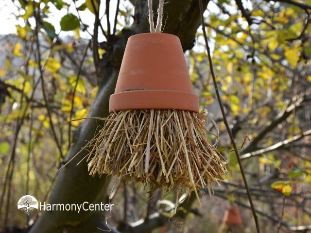 De oorworm als helper in je tuin en hoe je oorwormhuisjes maakt