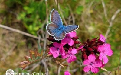 Het is nog niet wild genoeg