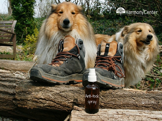 Anti teek spray zelf maken – natuurlijke bescherming voor mens en hond