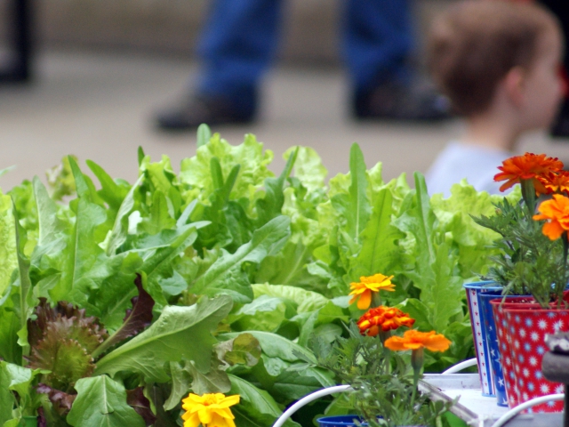 Wat we gewoon zijn gaan vinden: een blik op markten en voeding