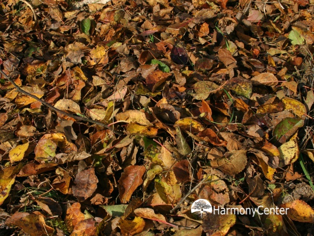 Bladcompost maak je zo