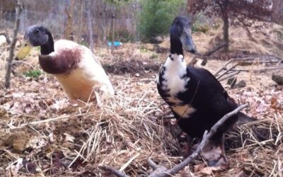 Waarom er bij ons Indian Runner eenden door de tuin rennen