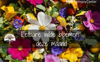 Eetbare wilde bloemen in maart