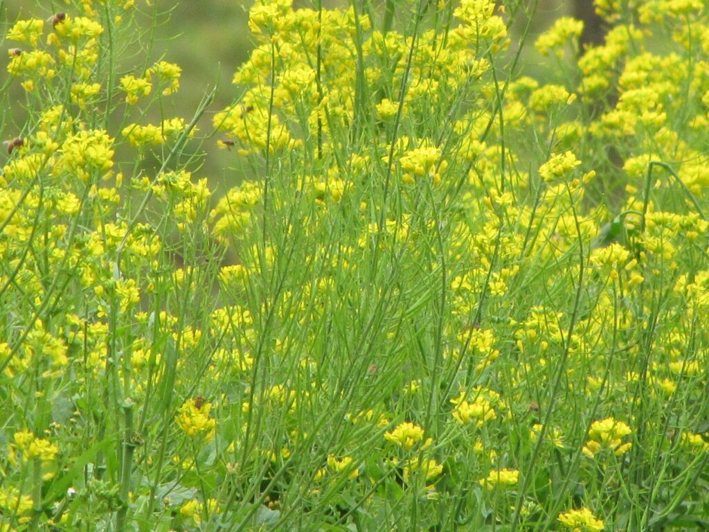 Eénjarige planten bestaan niet