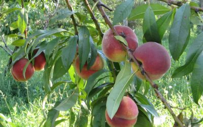 Gildevorming bij fruitbomen helpt weerstand te verhogen