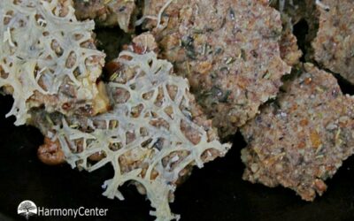 Kruidige walnotencrackers