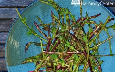 Hopscheuten en recept wilde kruidentaart