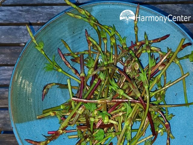 Hopscheuten en recept wilde kruidentaart