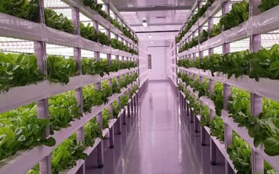 Hoe natuurlijk is ons voedsel nog?