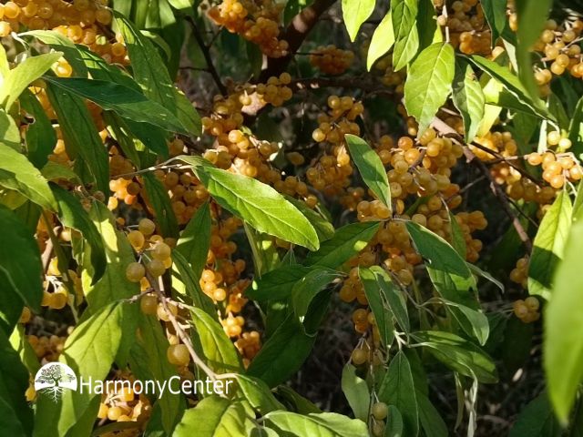 De olijfwilg – bessen, bodemkracht en overvloed