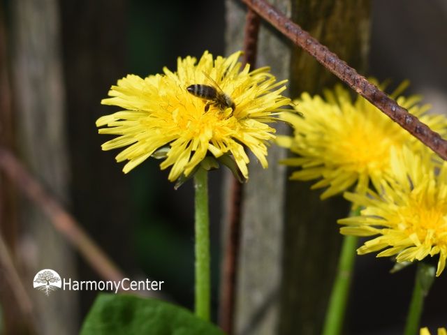 bij verzamelt nectar op paardenbloem