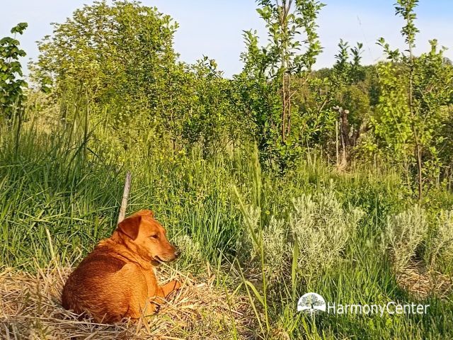 Onze hond verdwijnt bijna in het hoge gras op de moestuin
