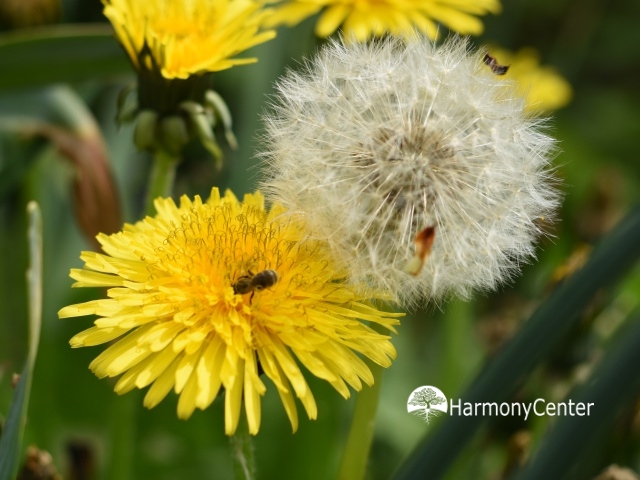 paardenbloem en pluisbol