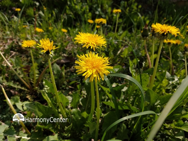 Paardenbloem herkennen, gebruiken en laten terugkeren