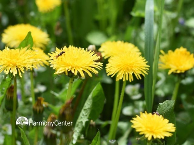 veld met paardenbloemen en insecten