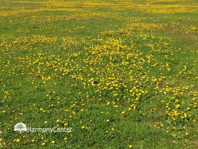 een vel met duizenden paardenbloemen