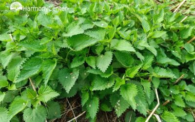 Brandnetel herkennen, gebruiken en begrijpen