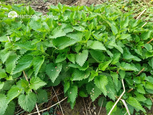 brandnetel in de tuin
