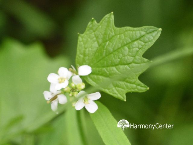 look zonder look met bloem 