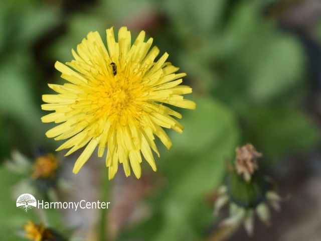 paardenbloem in bloei