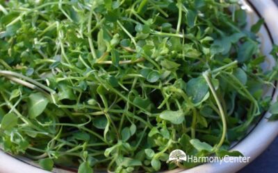 Je hoeft niet alles te zaaien -10 groenten die al vanzelf groeien