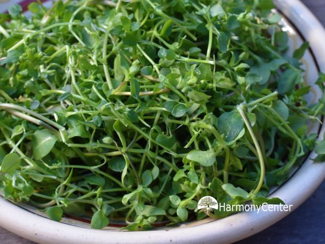 vogelmuur op een bord
