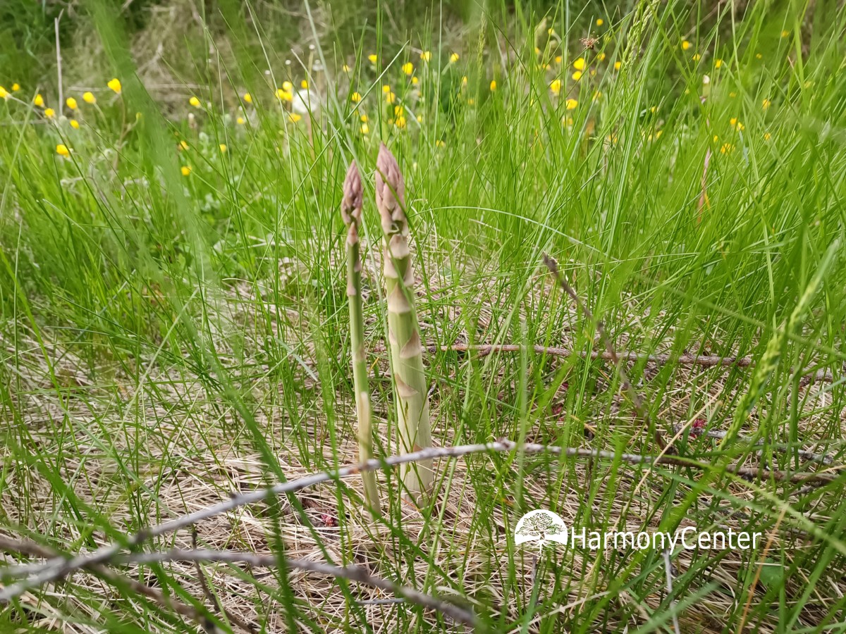 groene-asperges-die-opkomen